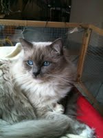 Ragdoll - CH. Rakim of darling show