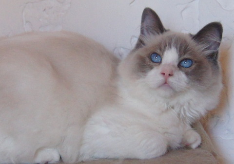 Ragdoll - CH. Sacha's Cats fleur de lys