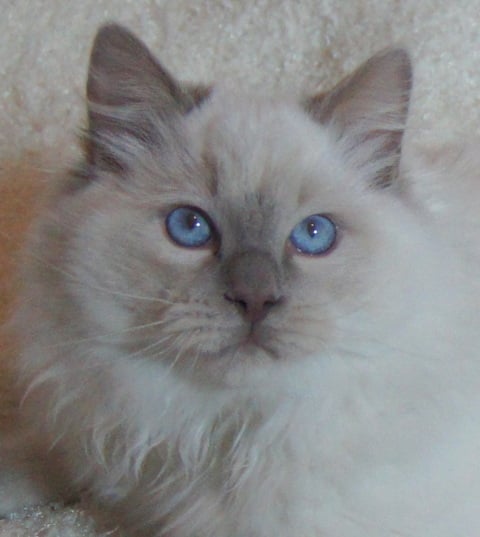 Ragdoll - Guevara constantina cats