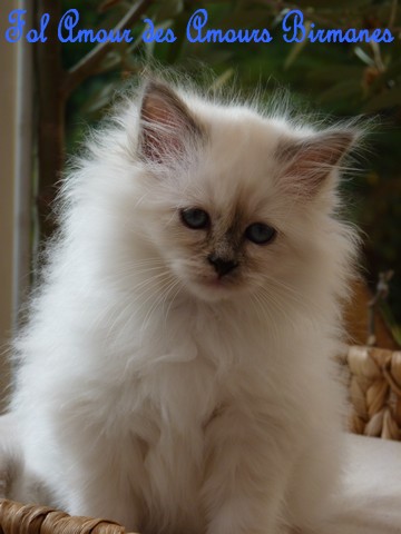 Sacré de Birmanie - CH. Fol'amour des Amours Birmanes