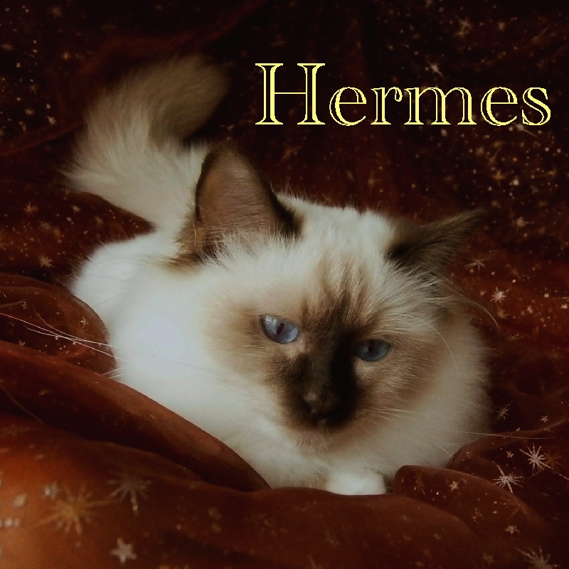 Hermes Jardins de Calista