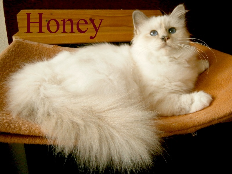 Honey de maymyo