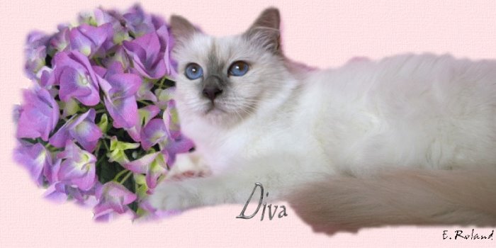 Diva des Hortensias de Méan