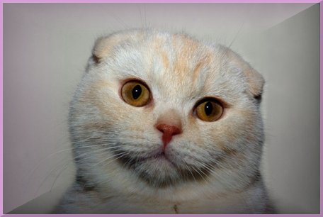 Scottish Fold - Azraël de mi-ange mi-démon