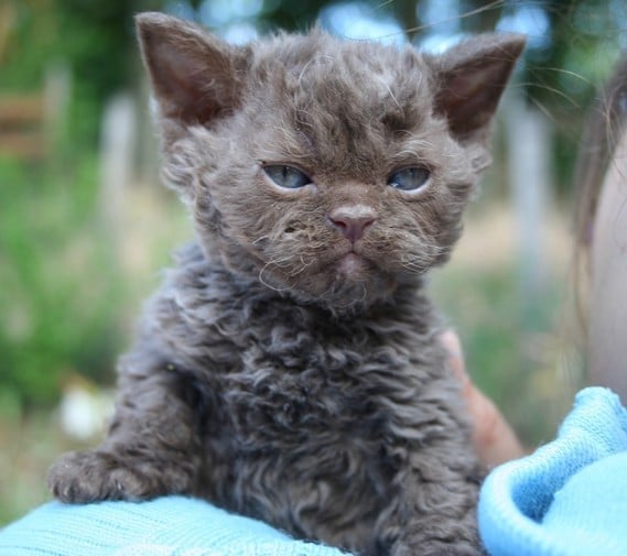 Selkirk Rex poil court et poil long - Giorgio armani du clos des avn