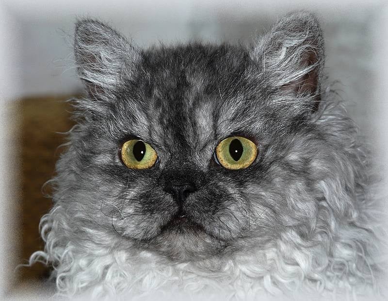 Selkirk Rex poil court et poil long - jacobi's Morris