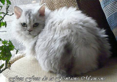 Selkirk Rex poil court et poil long - Frou frou de la Fontaine Mamoine