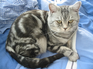 British Shorthair et Longhair - CH. Xandor of golden beauty