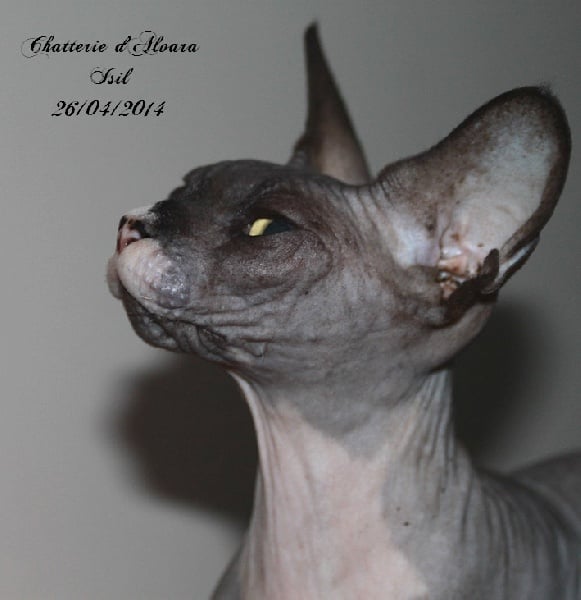 Sphynx - Isil D'Alvara