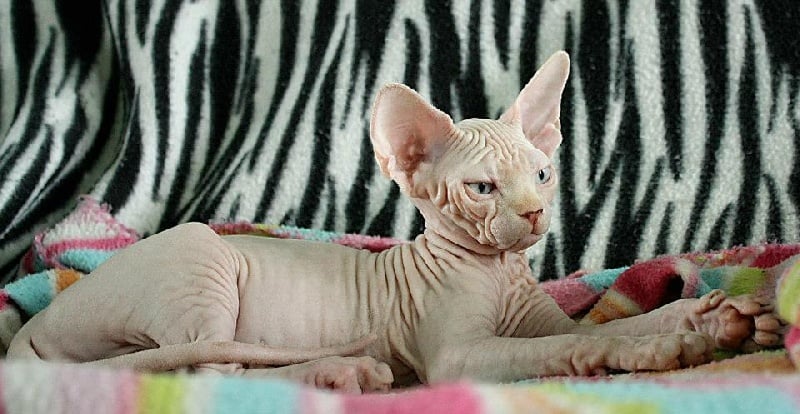 Sphynx - posh Jade