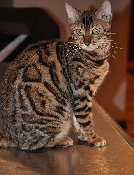 Bengal - CH. cloudedleopards Truffle of traipse