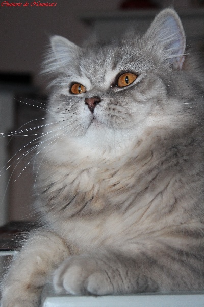 British Shorthair et Longhair - Jenny-lee De Nounicat's