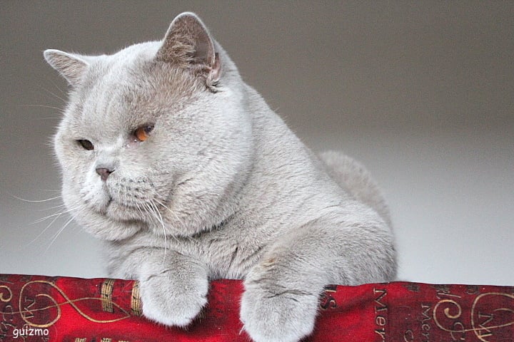 British Shorthair et Longhair - CH. Guizmo de sim mum ha