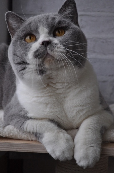 British Shorthair et Longhair - Honor misiowe marzenie