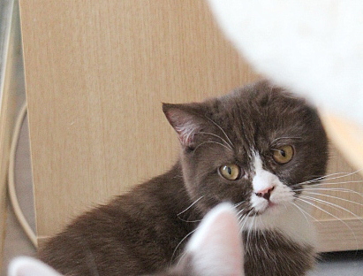 British Shorthair et Longhair - Jamie lynn Carbin