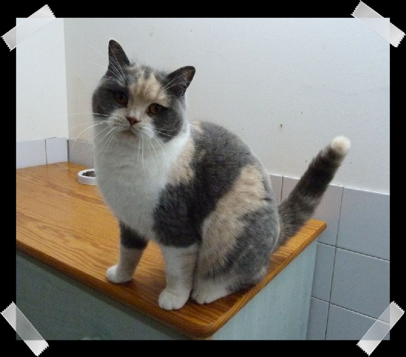 British Shorthair et Longhair - Jeepsy de la suisse normande