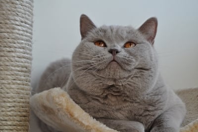 British Shorthair et Longhair - Nokko misiowe marzenie