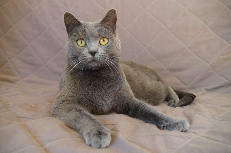 Chartreux - Izzy des Minis Toon's