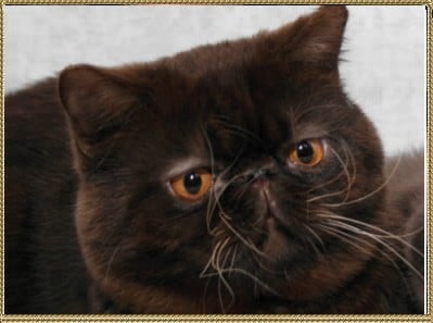 Exotic Shorthair - CH. afrodita's FANTOM