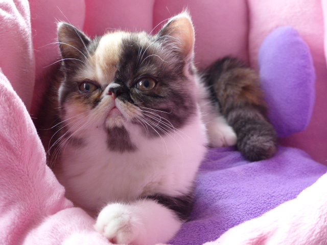 Exotic Shorthair - Noemie l'odyssee perse