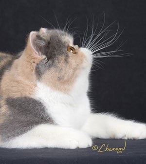 Exotic Shorthair - CH. corsica's Parfait of purfurvid