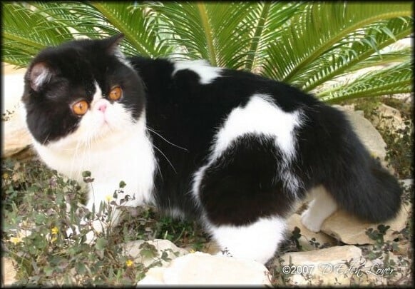 Exotic Shorthair - latin lover Cowboy (gc)