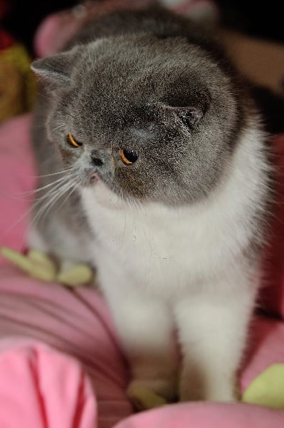 Exotic Shorthair - tamagotchi Iza