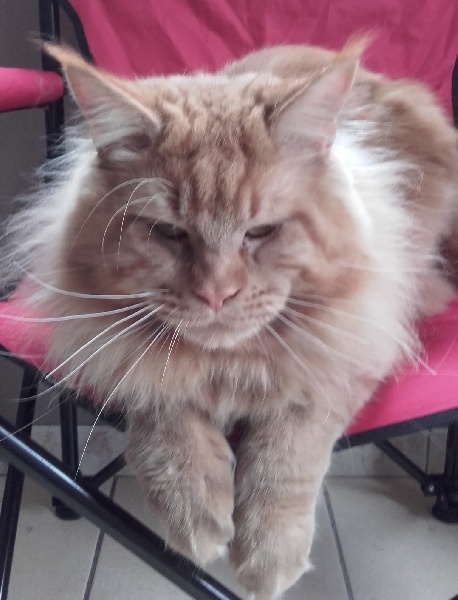 Maine Coon - Lipton de laf 109555