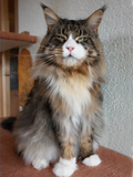 Maine Coon - big giants resort's Garry moore