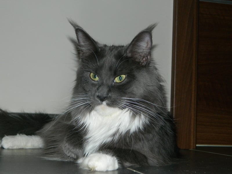 Maine Coon - Babylone royal b giant