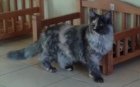 Maine Coon - Lilou D'adrimatt Dream's