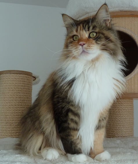 Maine Coon - CH. Féline de beautycoon