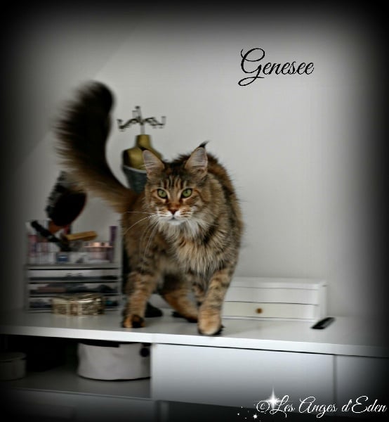 Maine Coon - Genesee Shags of Saskatoon