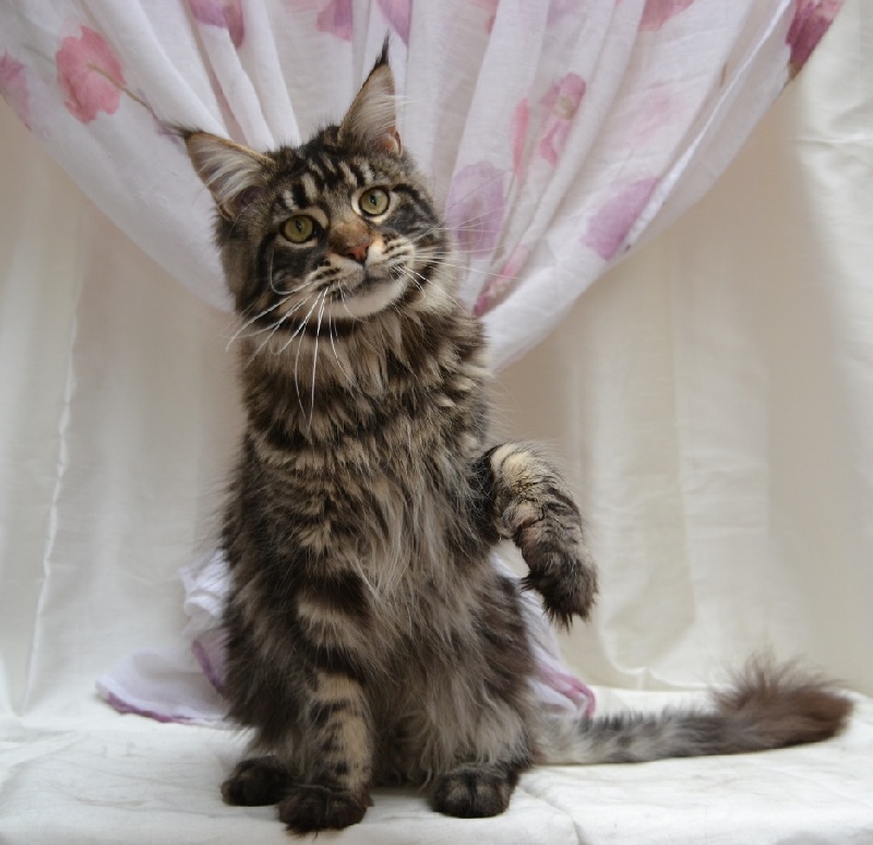 Maine Coon - magaskawee Mickael jackson