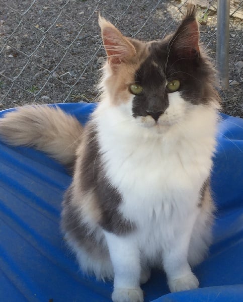 Maine Coon - Lempika du jardin des coons