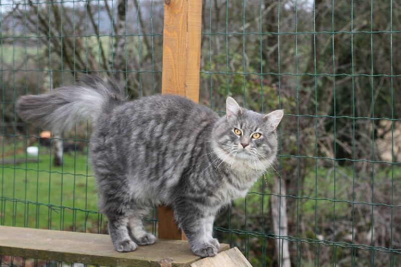 Maine Coon - Indigo Des Chalésiens