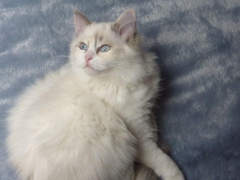 Ragdoll - Ina sonki De Dilinedidine