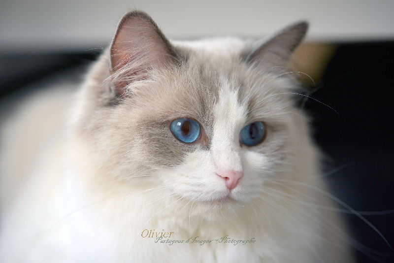 Ragdoll - Isabella swan D'Ombrelune