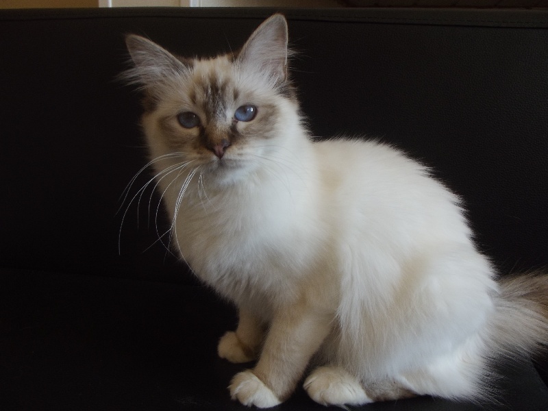 Lessy des soyeux birmans