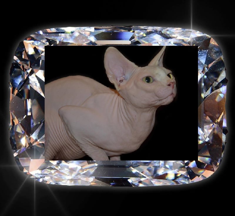 Sphynx - CH. track & field Crystal semerhet