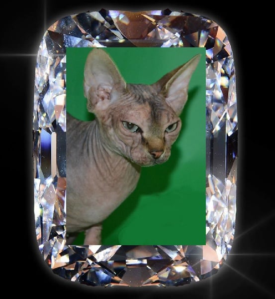 Sphynx - CH. jewerly Bagira