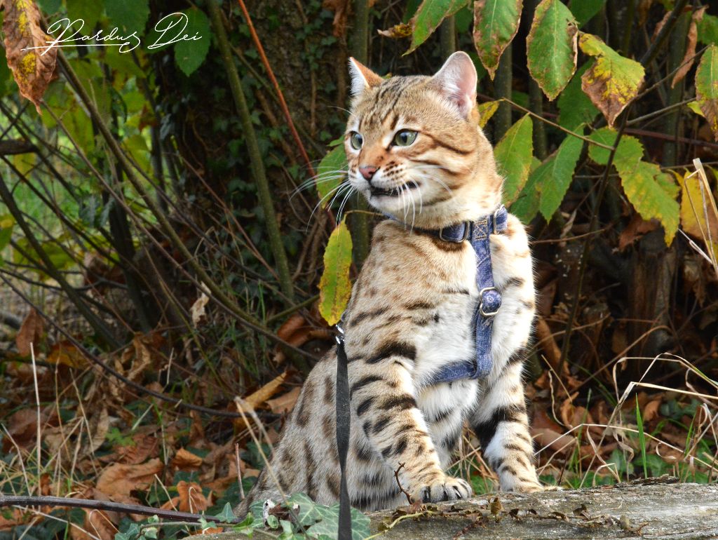 Bengal - Pardus Dei Stradivarius