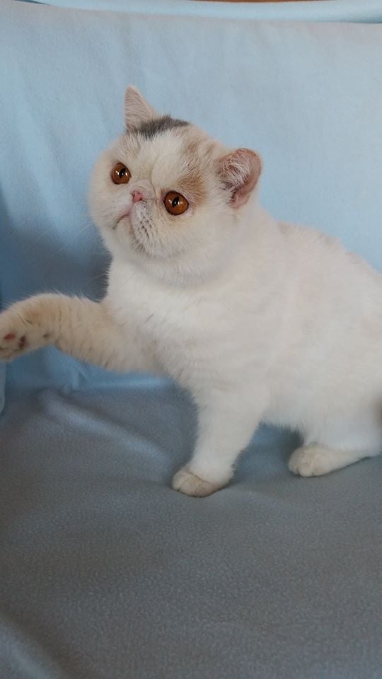 Exotic Shorthair - persan passion Joice