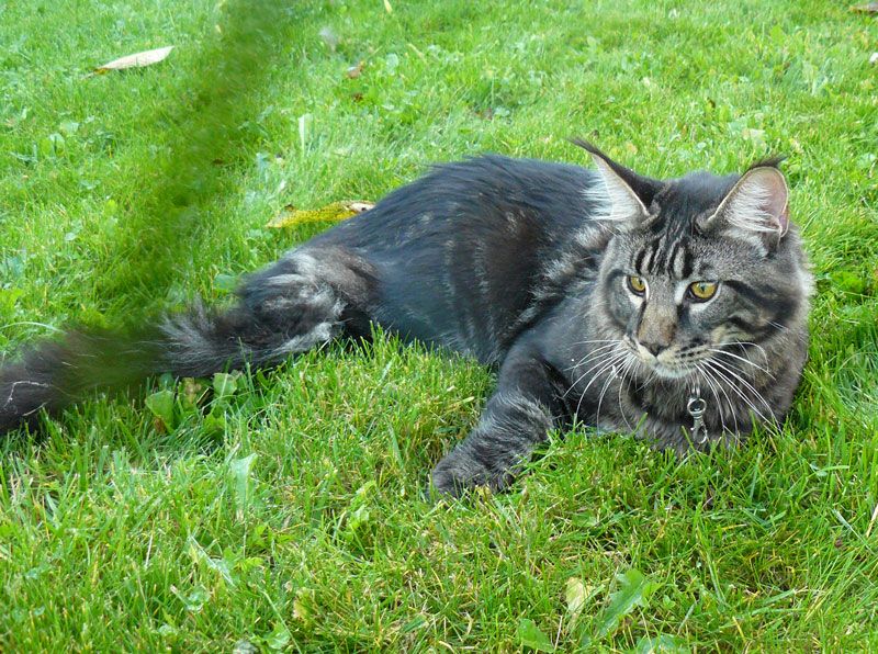 Maine Coon - Archibald z ryznberka