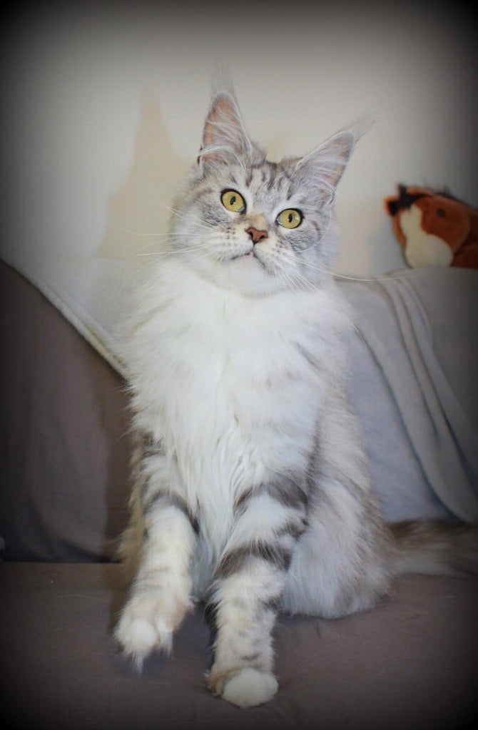 Maine Coon - Elizabeth fantasi beast