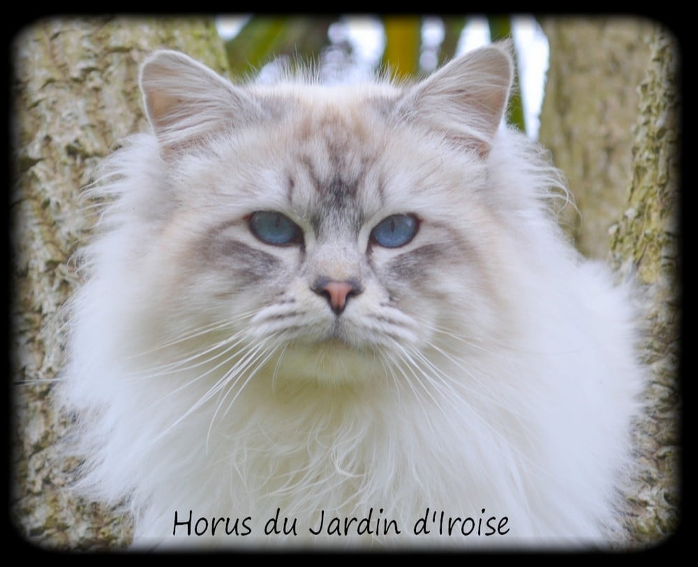 Sacré de Birmanie - Horus du moulin de busset