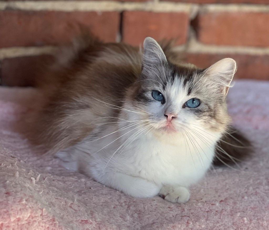 Ragdoll - Tyoka Du Chat-Nuage