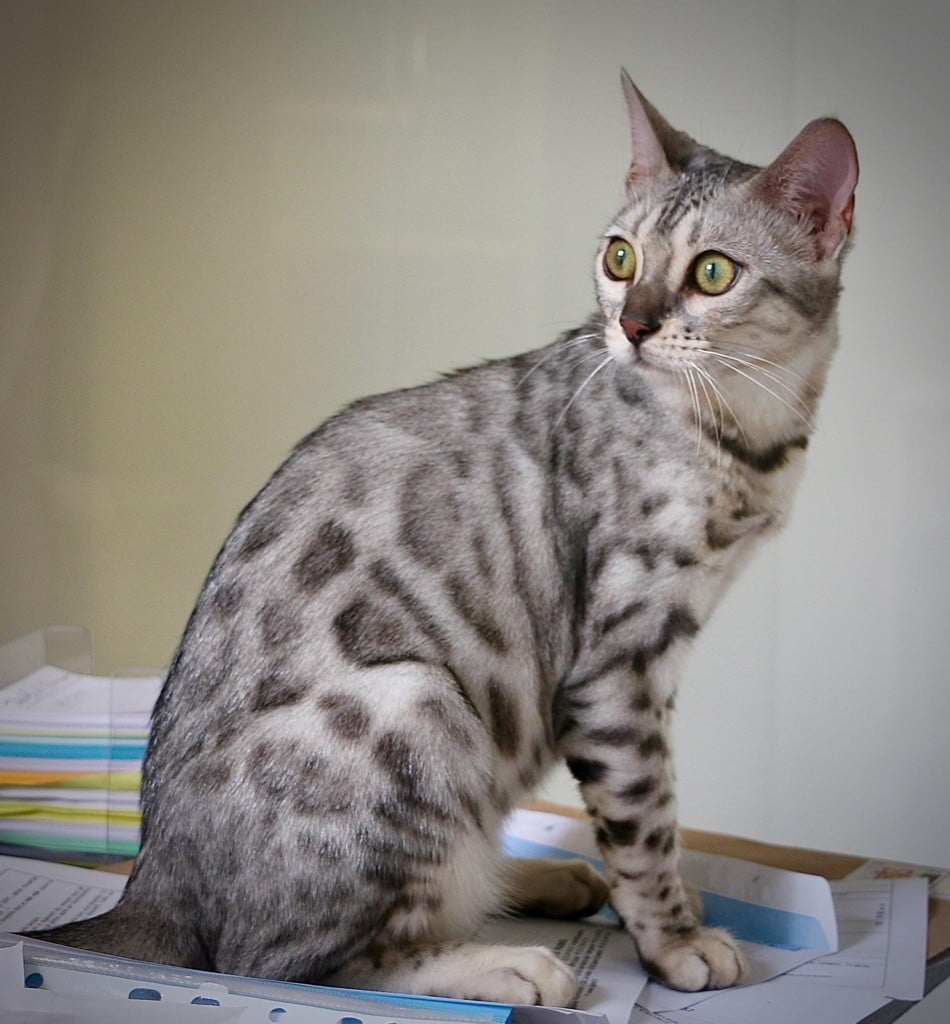 Shadow Robora Bengal