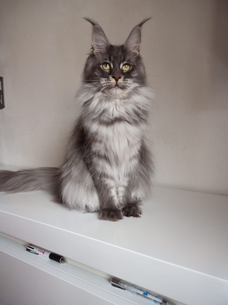 Maine Coon - black blood Khalisi