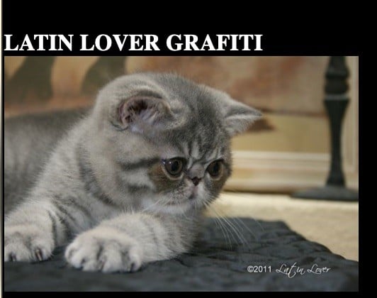 Exotic Shorthair - latin lover Graffiti